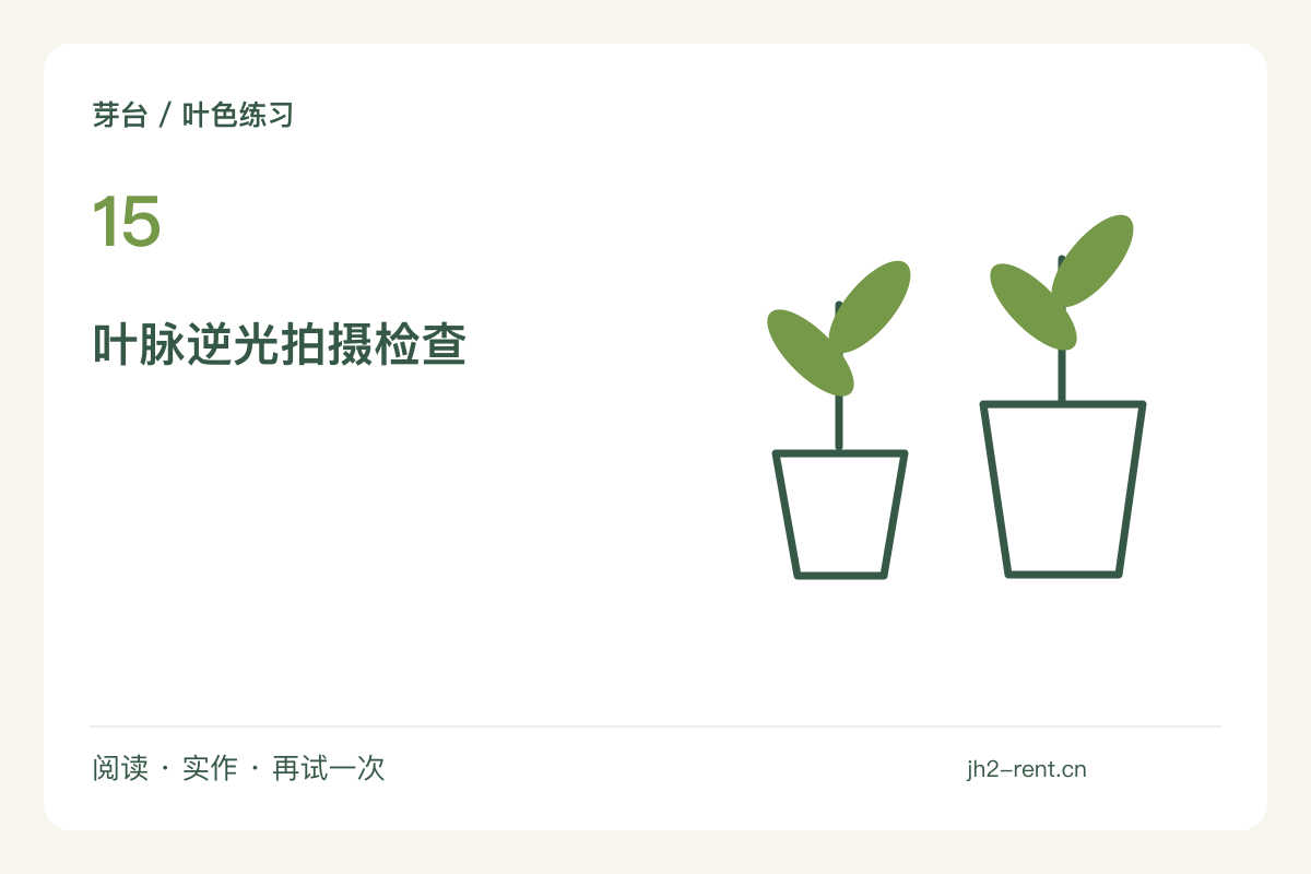 逆光拍叶片时，让叶脉成为画面的主角主题图解